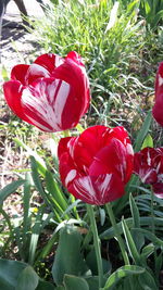 Close-up of red tulips blooming on field