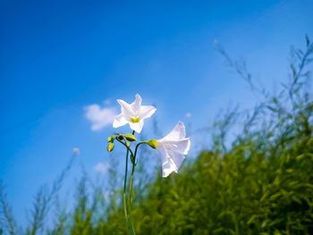 Close-up of white flowering plants against blue sky