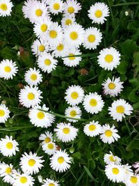 Close-up of white daisy flowers