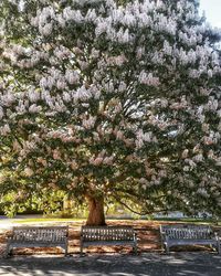 View of flowering trees in park