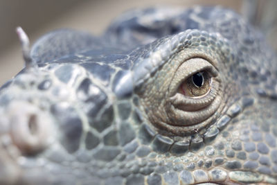 Close-up portrait of an animal