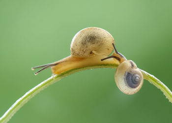 Extreme close-up of snails on plant