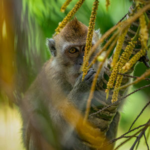 Close-up of monkey eating plant