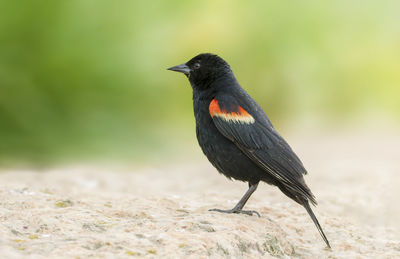 Close-up of a black bird