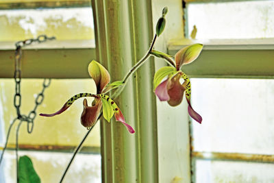 Close-up of plant against window