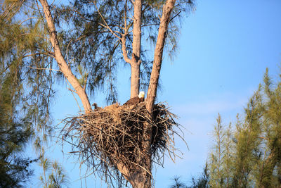 Low angle view of bare tree against sky