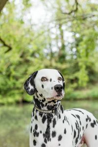 Close-up of dog on grass