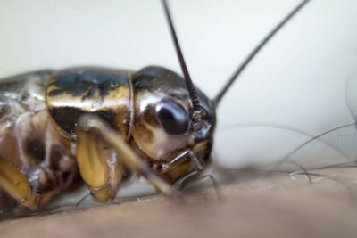 Close-up of insect