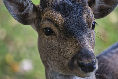 Close-up portrait of deer