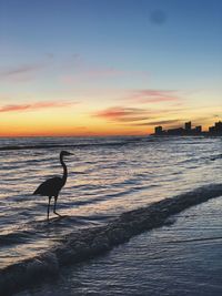 Beach bird sunset