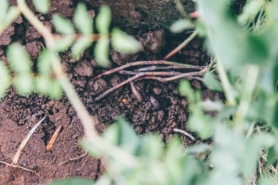 Close-up of plants growing on field