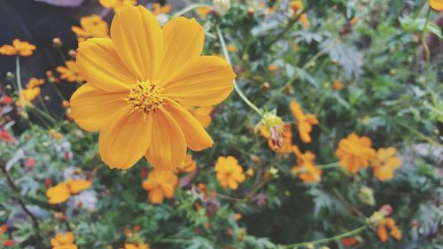 Close-up of yellow flowers blooming outdoors