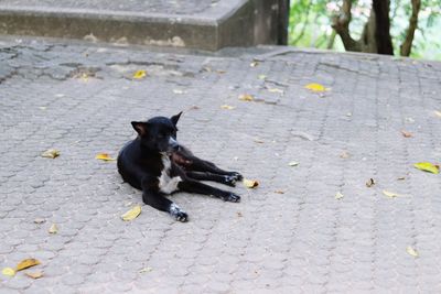 Black dog on sidewalk