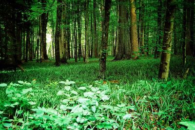 Trees growing in forest