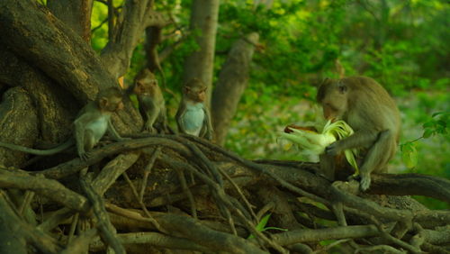 Monkey sitting on tree in forest