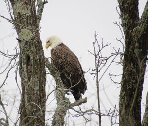 Low angle view of eagle perching on tree