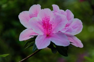 Close-up of pink flower