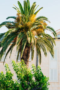 Low angle view of palm tree against sky