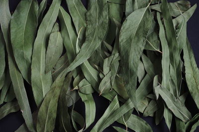 Full frame shot of fresh green leaves