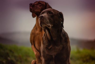 Close-up of a dog looking away