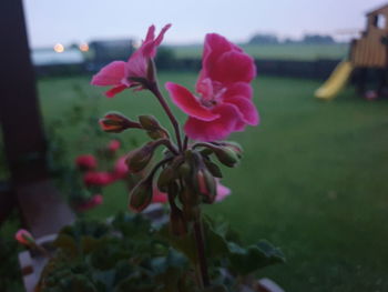 Close-up of pink flowering plant