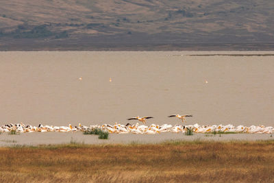 Pelicans on a lake 