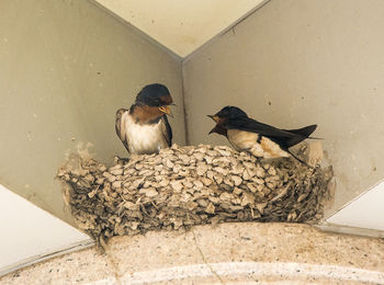 Close-up of birds perching on wall