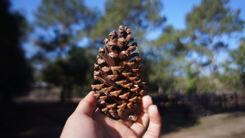 Cropped hand holding pine cone against trees