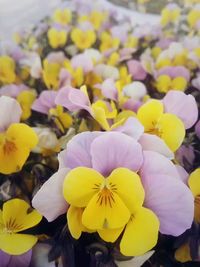 Close-up of yellow flowers blooming outdoors