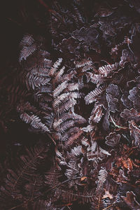 Full frame shot of dry leaves on tree