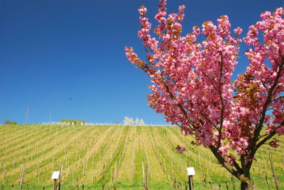 Pink flowers blooming on field against clear sky