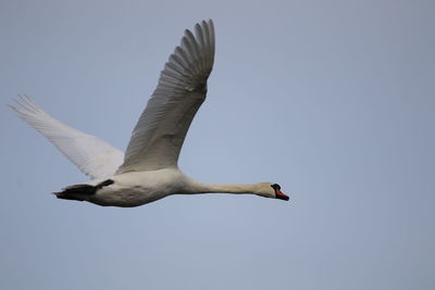 Low angle view of swan  flying in sky