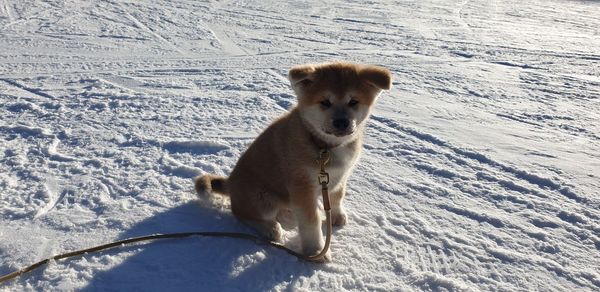 Dog on snow covered field