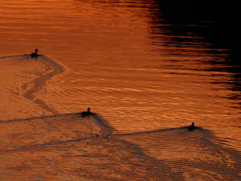 High angle view of silhouette ducks swimming in lake during sunset