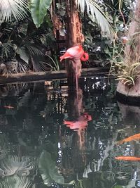 View of koi fish in water