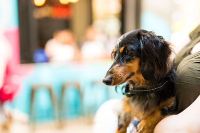 Close-up of dog looking away