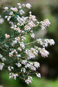 Close-up of cherry blossom