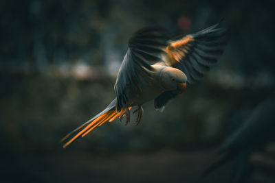bird
