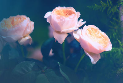 Close-up of pink rose flower