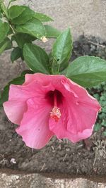 Close-up of pink rose flower