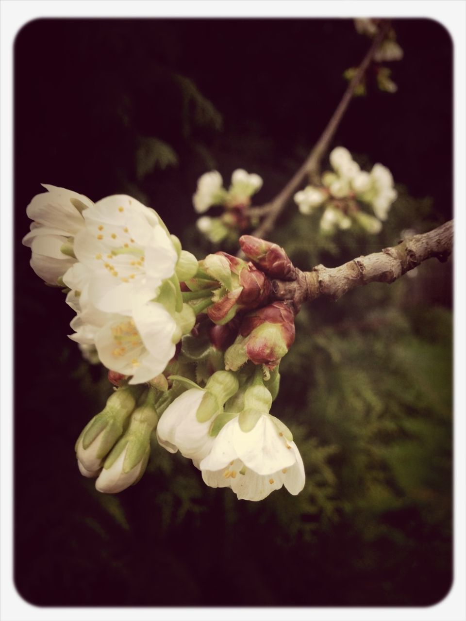 flower, freshness, fragility, petal, growth, flower head, beauty in nature, close-up, nature, focus on foreground, blooming, blossom, white color, in bloom, transfer print, plant, auto post production filter, bud, springtime, stamen