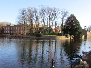 Birds in water against clear sky