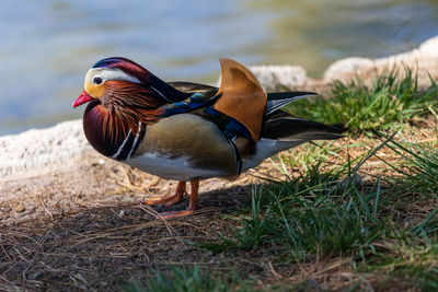 Close-up of bird perching on field