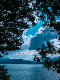 Scenic view of tree against sky