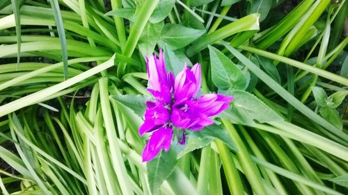 Close-up of pink flowering plant