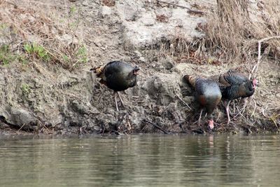 Ducks on lake