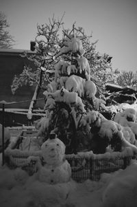 Snow covered trees on field