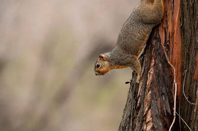 Close-up of squirrel on tree trunk