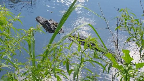 Plant growing in water