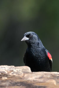 Close-up of bird perching on rock